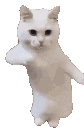 cattime